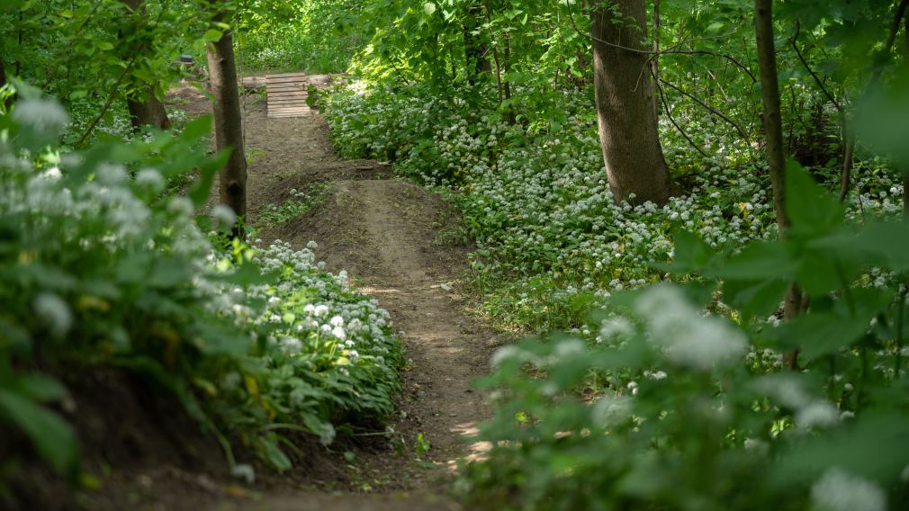 Ein illegal errichteter Mountainbike-Trail.