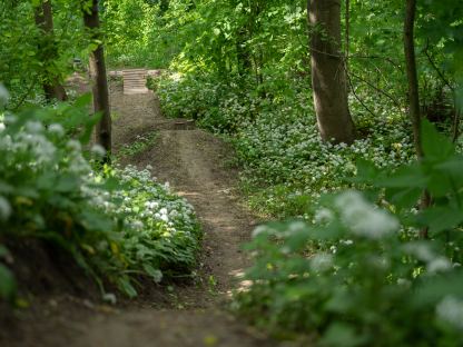 Ein illegal errichteter Mountainbike-Trail.