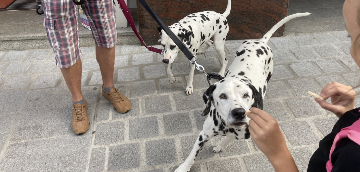 Matthias Stadler mit Schäferhund (Foto: Stadt St. Pölten)