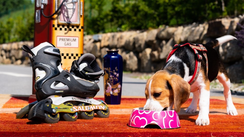 Hund bei Fressnapf, daneben Rollerskates, Vase und Dekobehälter für Flohmarkt. (Foto Arman Behpournia.)