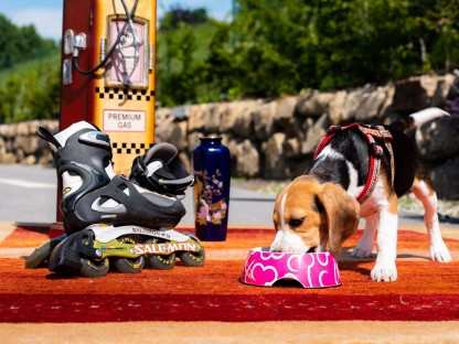Hund bei Fressnapf, daneben Rollerskates, Vase und Dekobehälter für Flohmarkt. (Foto Arman Behpournia.)