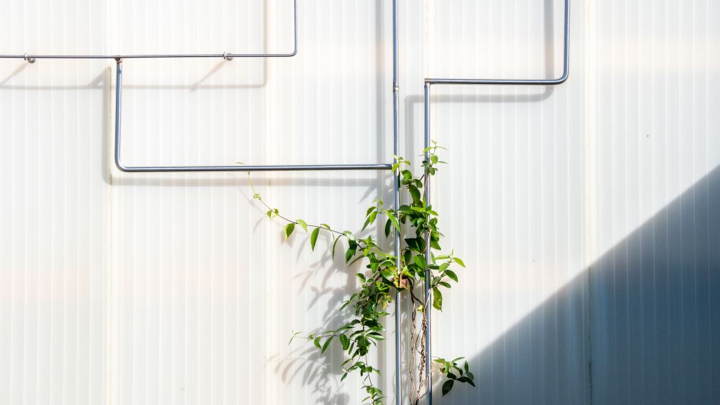 Eine Pflanze schlängelt sich ein Rohr an der Fassade hoch. Foto: Joachim Kräftner