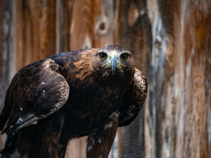 Ein  auf einem Holzstück sitzender Adler blickt direkt in die Kamera.