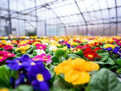 Hunderte Jungpflanzen in einem Glashaus der Stadtgärtnerei blühen bereits und bieten ein farbenfrohes Spektakel.