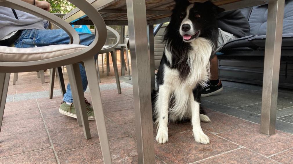 Matthias Stadler mit Schäferhund (Foto: Stadt St. Pölten)