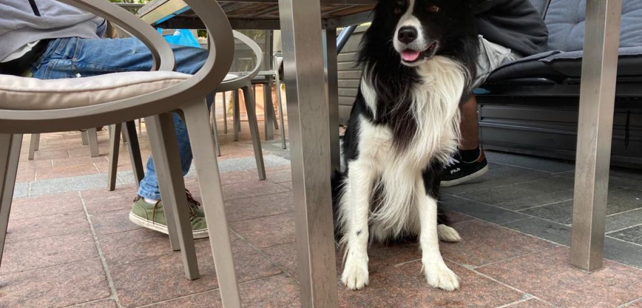 Matthias Stadler mit Schäferhund (Foto: Stadt St. Pölten)