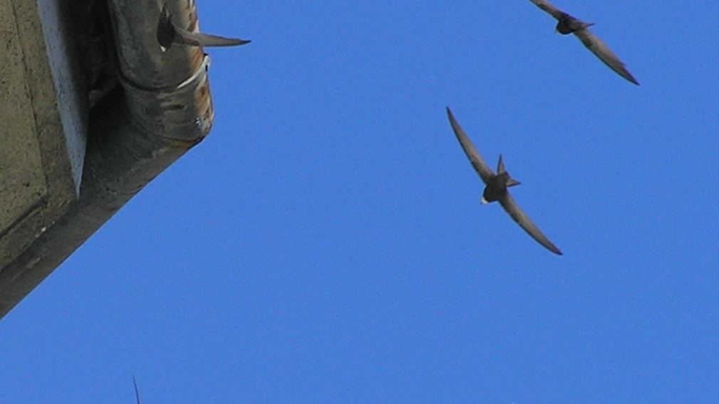 Mauersegler am blauen Himmel. (Foto: Michael Stocker)