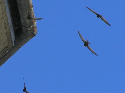 Mauersegler am blauen Himmel. (Foto: Michael Stocker)