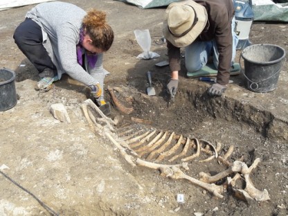 Eine Frau und ein Mann beim Freilegen eines Skeletts. (Foto: Stadtarchiv St. Pölten)