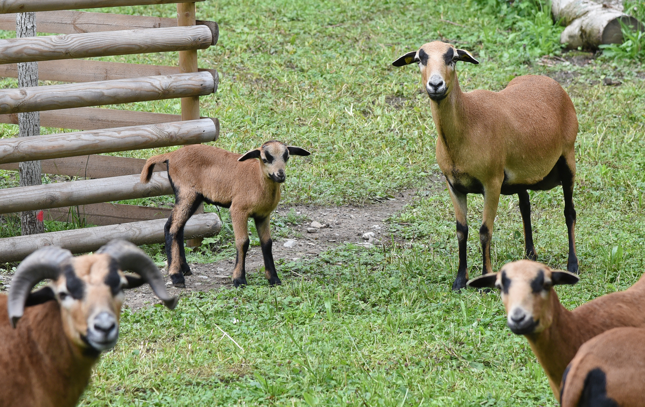 Hammerpark junges Schaf