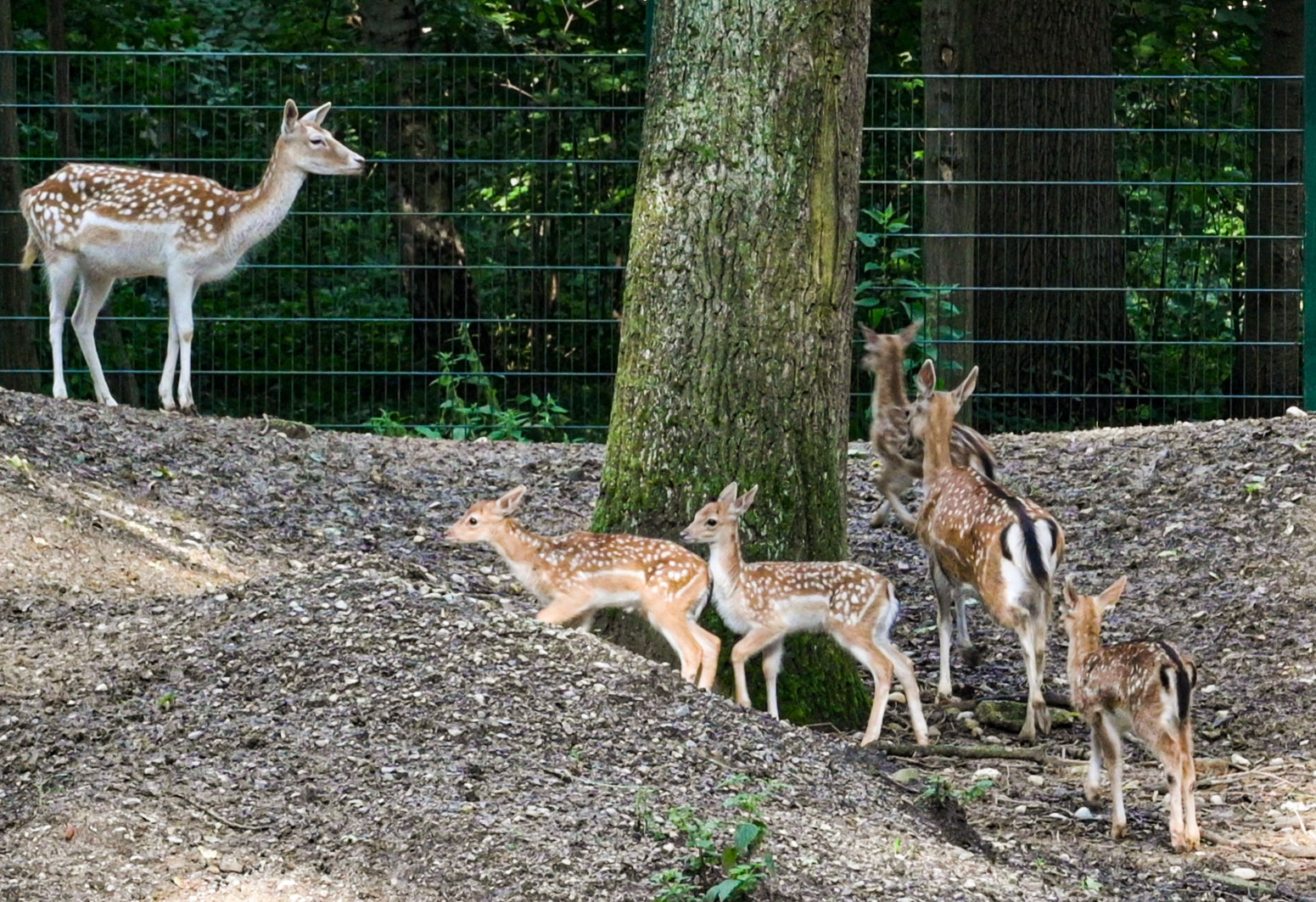 Stadtwald junge Rehe